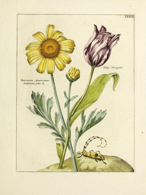 heaveninawildflower:Hand-coloured engravings of flowers and...