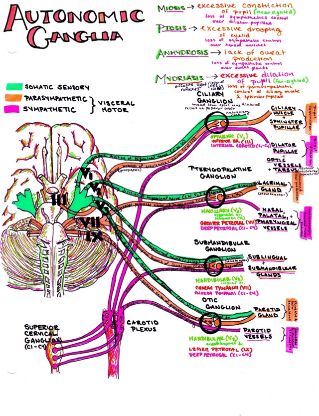 hanson's anatomy — autonomic ganglia! download all of my neurology...