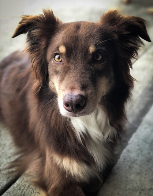 handsomedogs:Théo, the most handsome of boys.