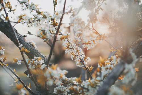 juliamstarr:I photographed lots of blossoms this season. The...