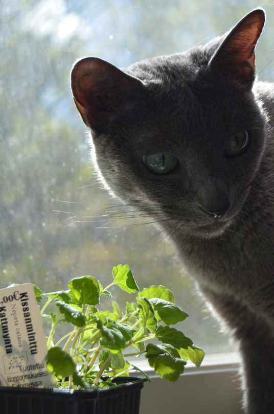 Nature Abhors A Garden Six Hills Giant Catmint