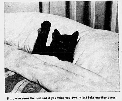 yesterdaysprint:The Miami News, Florida, August 5, 1951