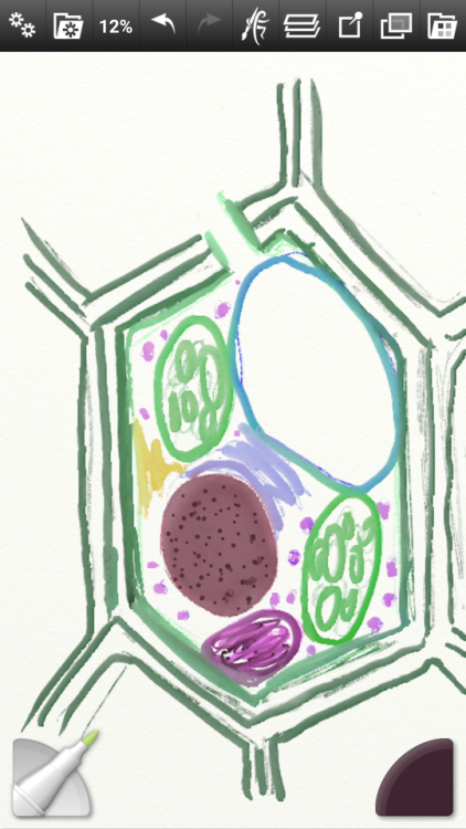 plant cell on Tumblr