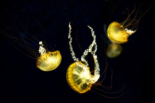 mooonjellies: Dakiny