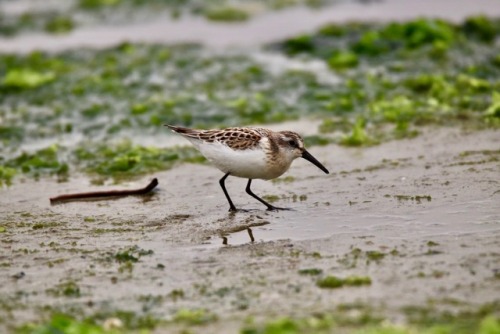 A beautiful young Western Sandpiper giving good approaches