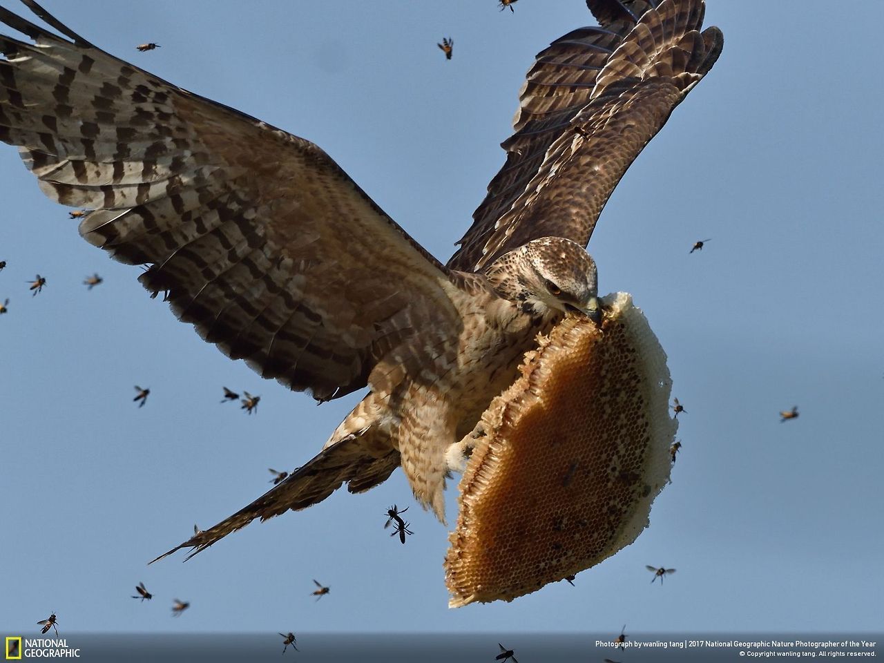 southasianappalachian:
“ blanketflowerbees:
“Honey Buzzard flying away with a piece of honeycomb
”
return the slab
”