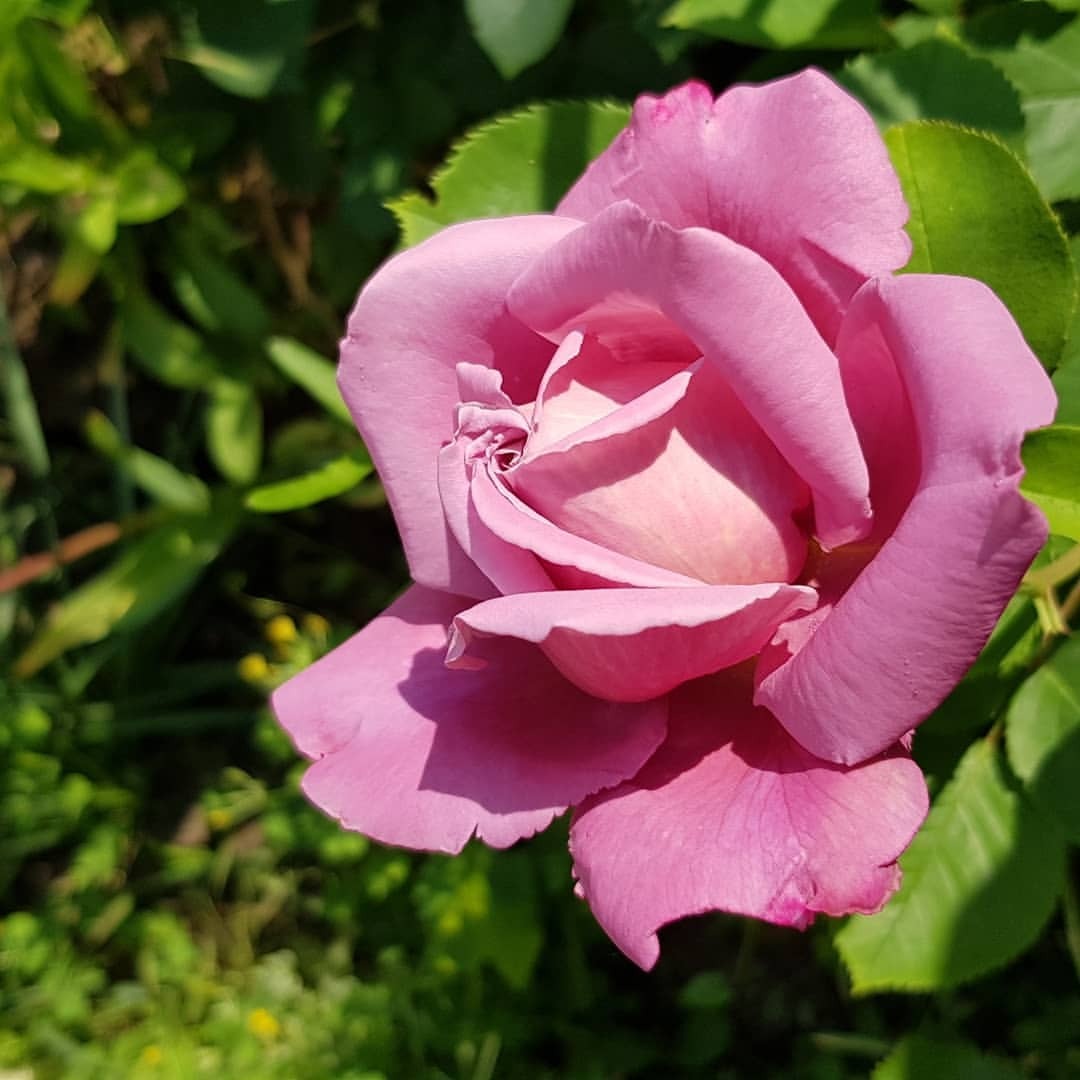 DIY, Hobby and Lifestyle — ninelrophoto: Rose blooming season . Ninelro...