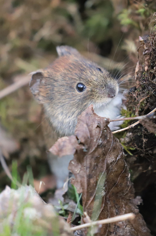 michaelnordeman:Sork/vole.