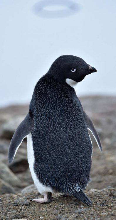 birdblogwhichisforbirds:penguins are GOOD