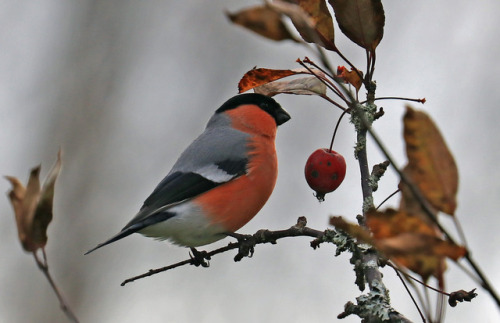 michaelnordeman:Bullfinch, common bullfinch or Eurasian...