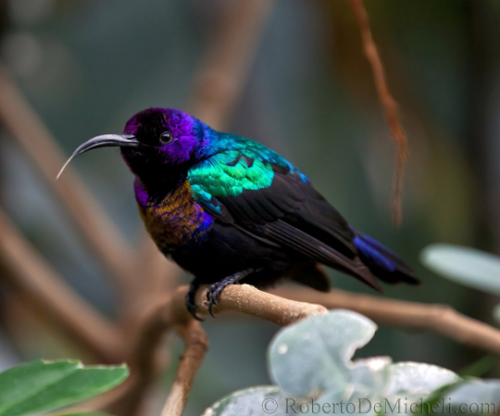 queer-dinosaurs:Polysexual & Polyromantic Splendid Sunbird!