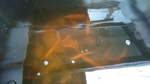macedon-ranges-aquaponics