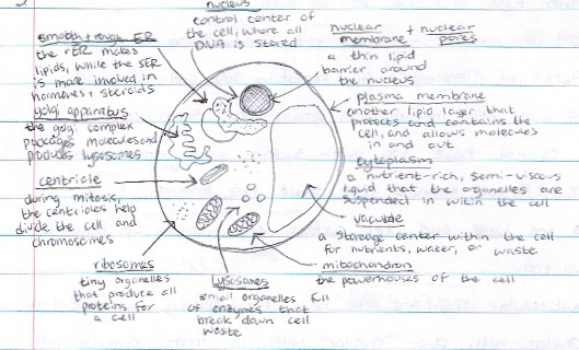 IB Biology 11 Study Guide — 1.2 Ultrastructure of Cells