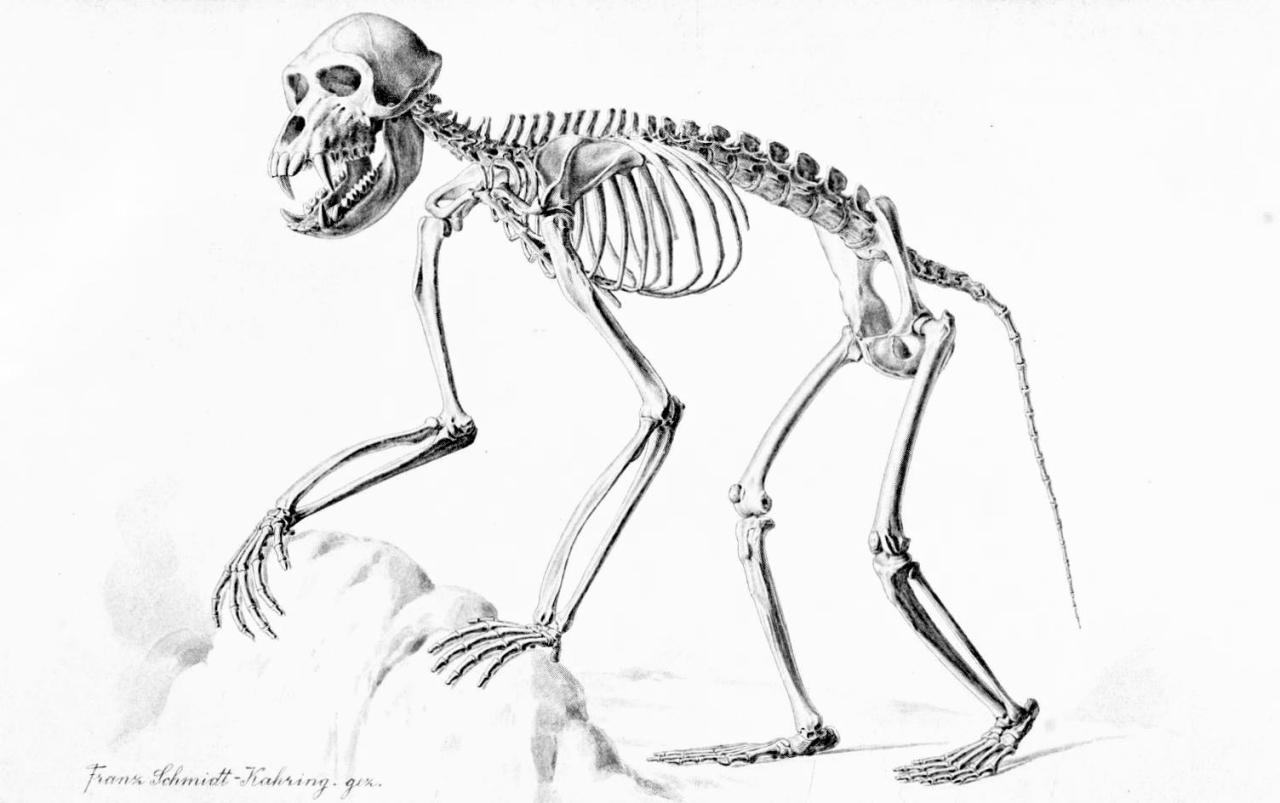 Скелет павиана