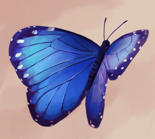 myosotis-secunda