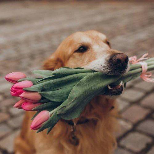 aww-so-pretty:Flower and dogs the perfect combination ! ;D