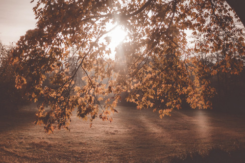 pixelcoder:Dreams of you - German Woodlands - October 2k18IG:...