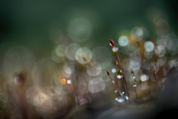 damjddesignz:
“ #Macro : Red on Green by ursula http://ift.tt/1s0T6uO
”