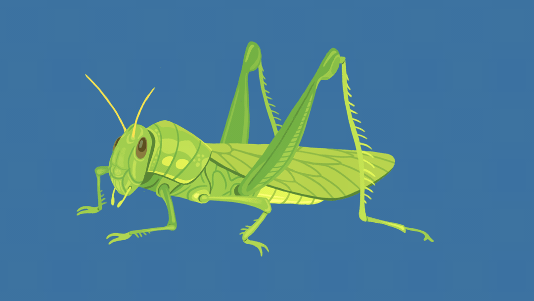 grasshopper Avatar