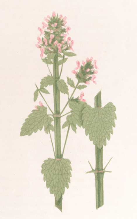 clawmarks:Catnip. Nouvelle botanique médicale comprenant les...