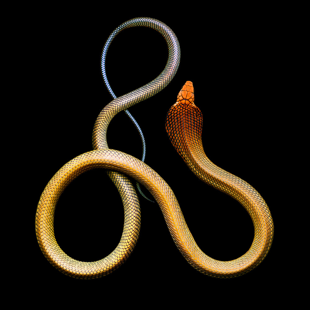 Mark Laita (American, b. 1960, Detroit, MI, USA, based Los Angeles, CA, USA) - King Cobra (Ophiophagus Hannah), 2011 Photography