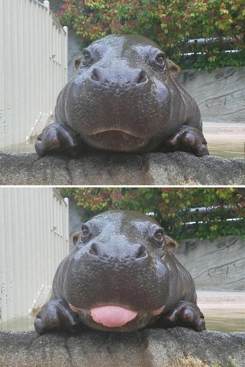 awwww-cute:Say hello to Penelope, new baby hippo in Toronto...