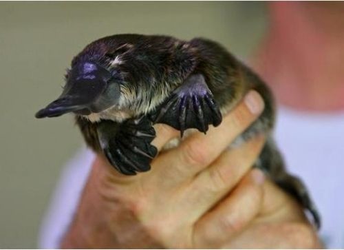 Baby Platypus In Hand Images Slike