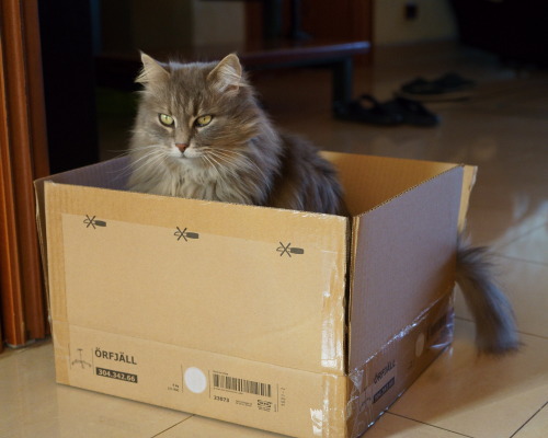 thefelineofaveb