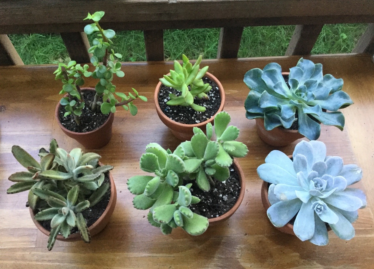 Plants