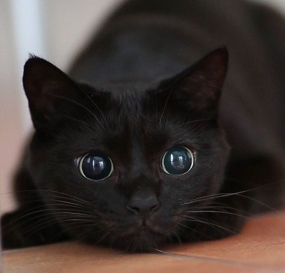 cute black cat | Tumblr