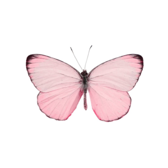 Aesthetic Butterfly Png Tumblr - Largest Wallpaper Portal