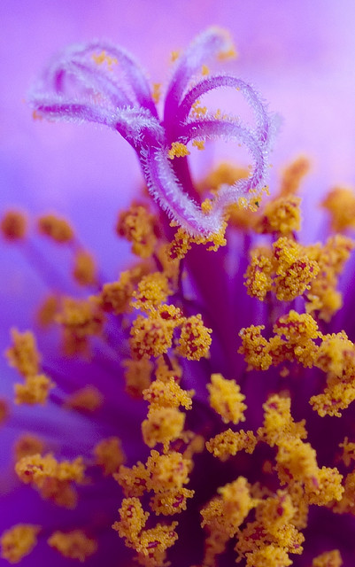 drxgonfly:purple2 (by ryansan)