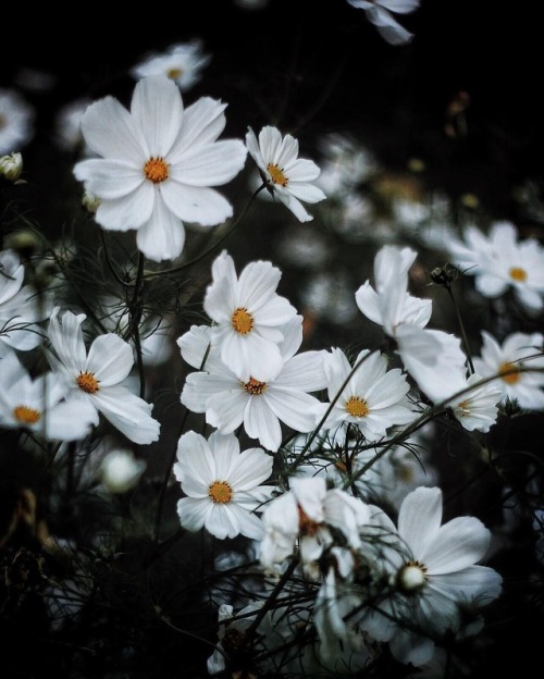 floralls:by Alixe Lay