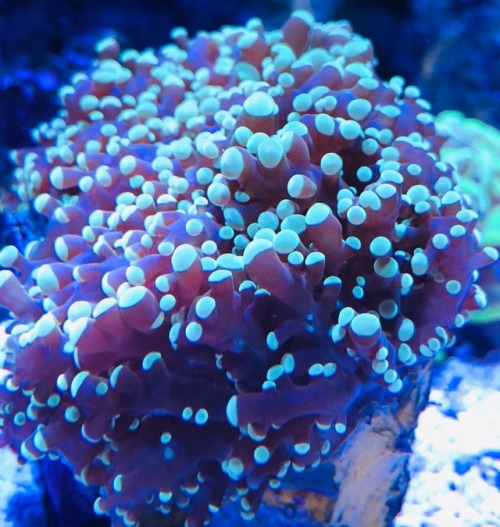 thatfishblog:Corals in my tank part 3Blue spot mushroom, blue...