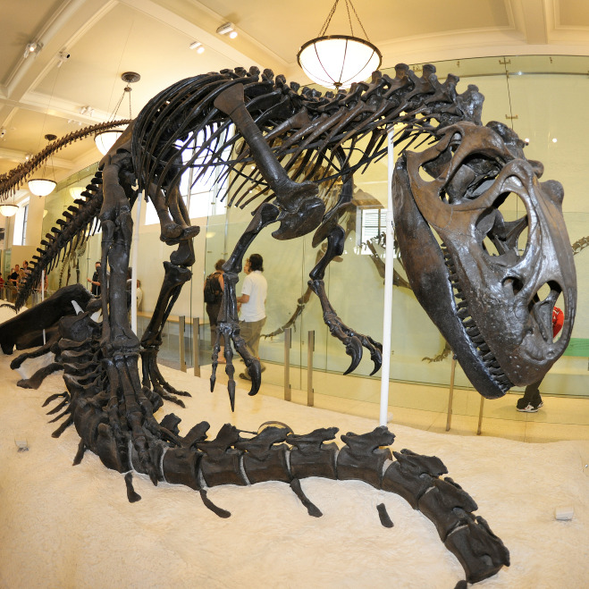 the dinosaur bones