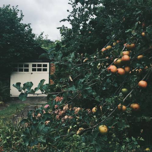 Harvest On Tumblr