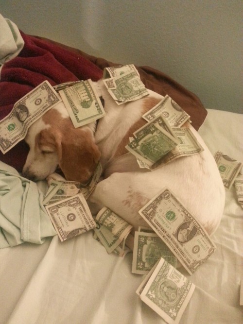 softrin:the money pup wishes you good fortunes and happiness...