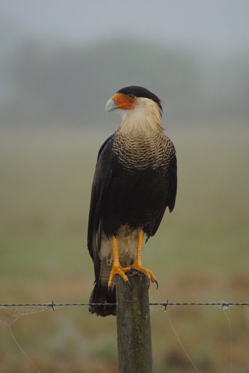 keithcurrypochy:Northern Crested Caracara (Caracara...