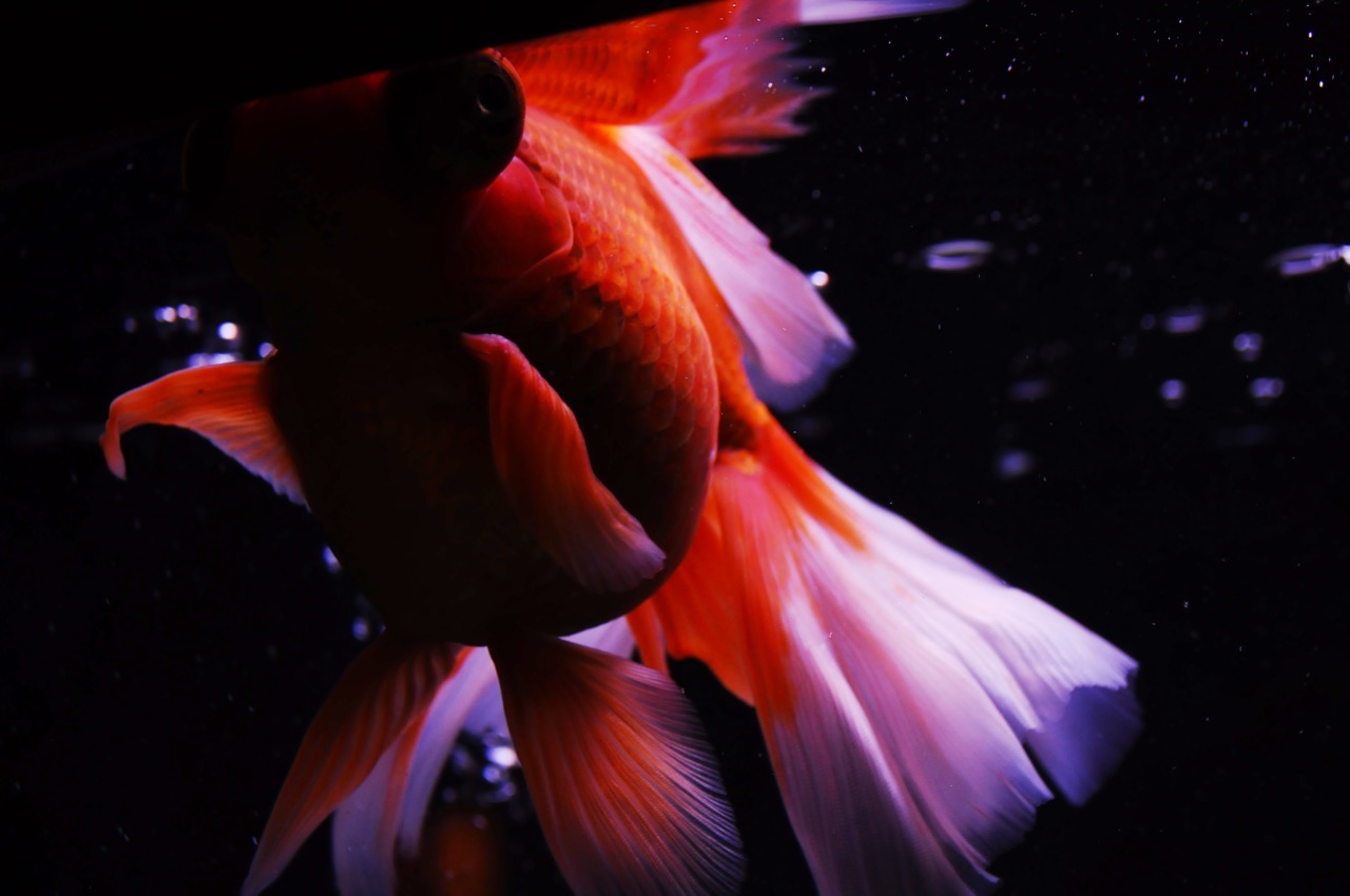 telescope goldfish lifespan