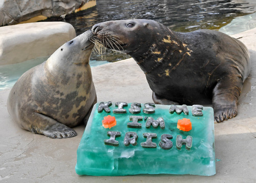 slushyseals