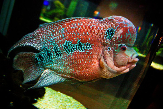  Flowerhorn  by kananek34  