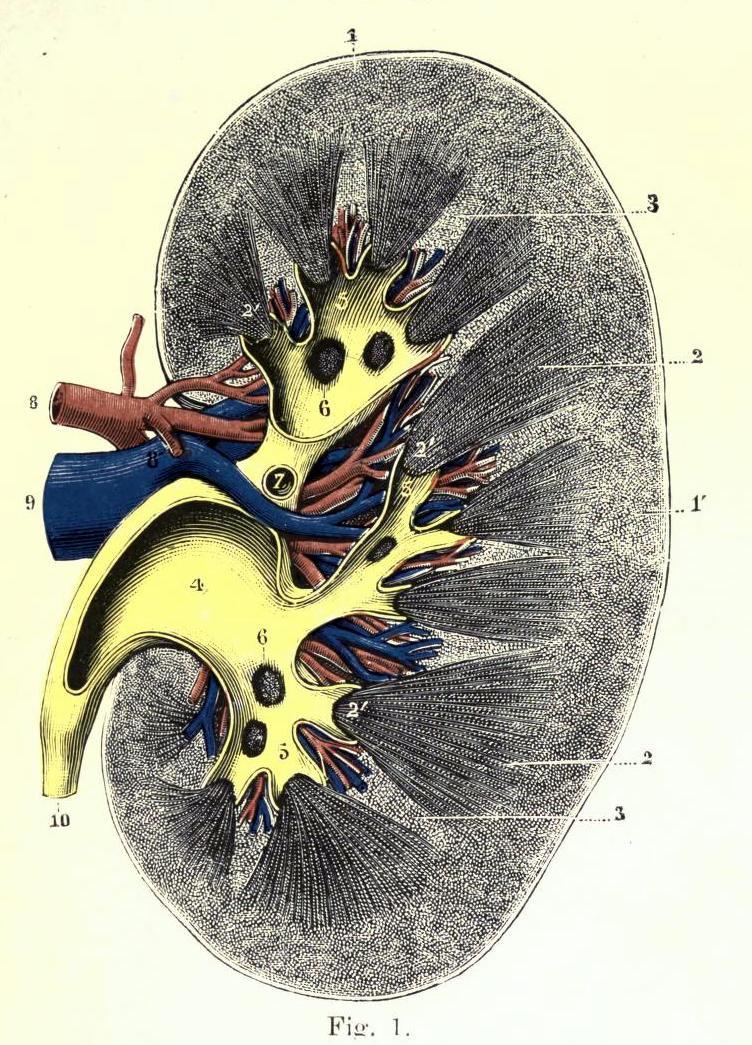 Anatomy and Position of the Kidney in the body - Biomedical