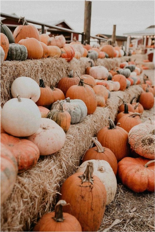 pumpkin aesthetic on Tumblr
