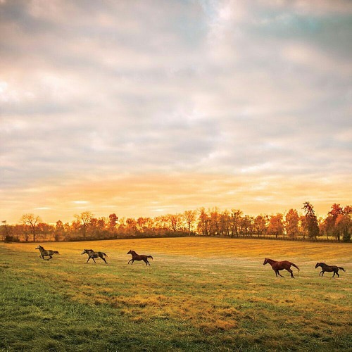 oldfarmhouse:Red leaves and bluegrass....