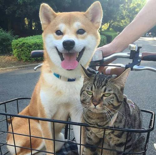 doggosource:I am the cat in life 