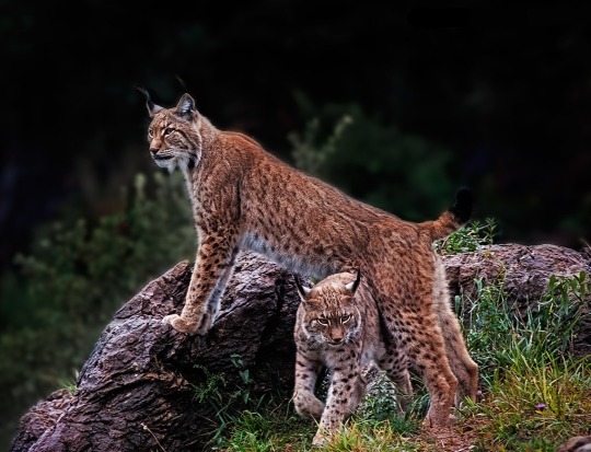 Lynx by Jorne de Bruin