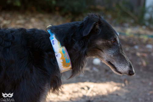 New leather limited slip collar available, modeled by...