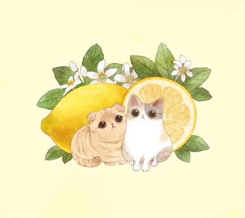 yellow-maiden:CATS AND LEMONS WALLPAPERSFrom Cogul app