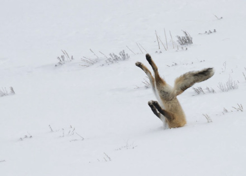 boredpanda:15+ Stunning Winter Fox Photos That’ll Make You...