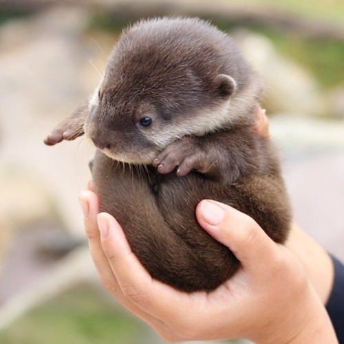 thebaconpancake:“is hold” baby otters though man